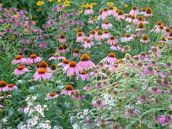 Echinacea purpurea