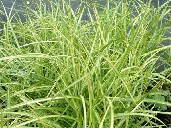 Carex oshimensis Evergold