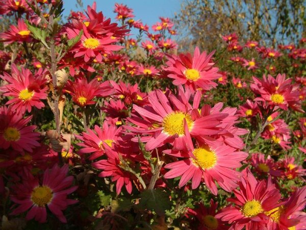 Chrysanthemum (Indicum-Gruppe) Oury (Hans Schmid‘)