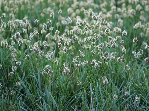 Sesleria caerulea