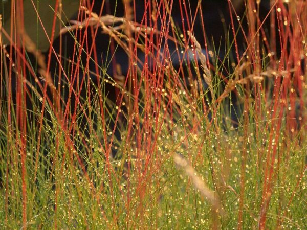 Festuca filiformis Walberla