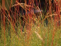 Festuca filiformis Walberla