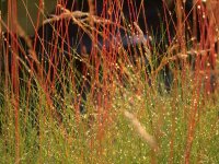 Festuca spec. Walberla