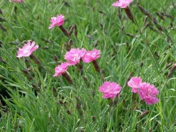 Dianthus grationopolitanus Eydangeri