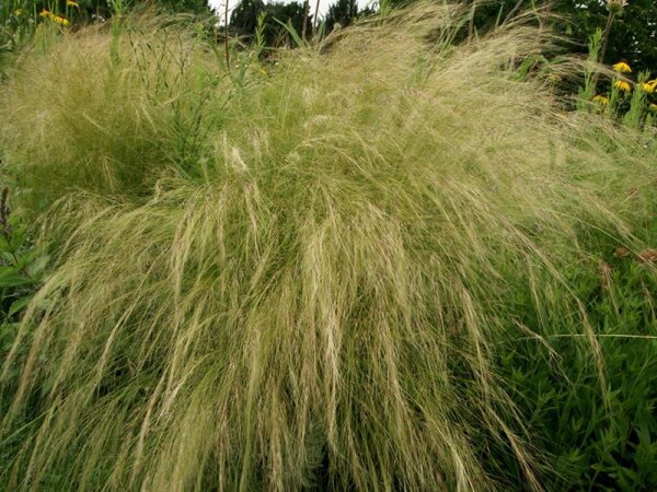 Nasella (Stipa) tenuissima Pony Tails