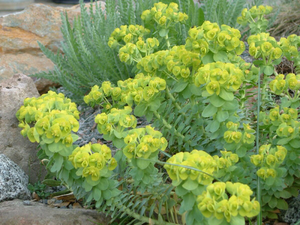 Euphorbia myrsinites