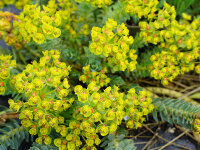 Euphorbia myrsinites