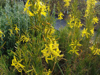 Asphodeline liburnica