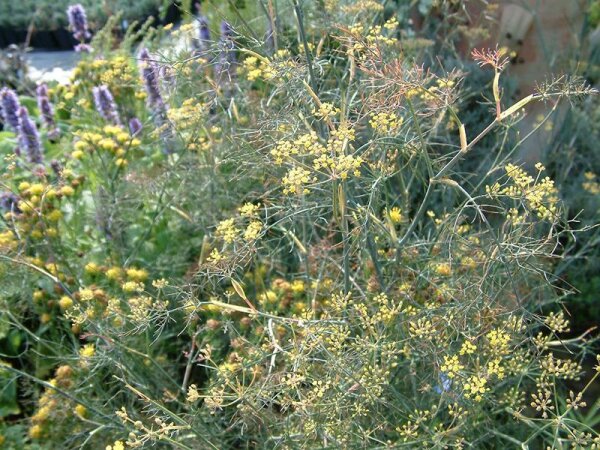 Foeniculum vulgare Smokey (Purpureum)