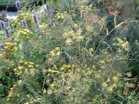 Foeniculum vulgare Smokey (Purpureum)