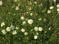 Scabiosa ochroleuca