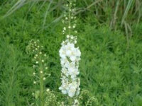 Verbascum phoeniceum Flush of White