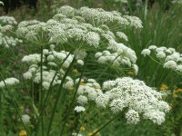 Peucedanum cervaria