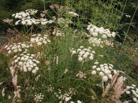 Peucedanum cervaria
