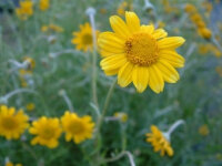 Eriophyllum lanatum