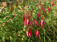 Fuchsia magellanica Gracilis P1