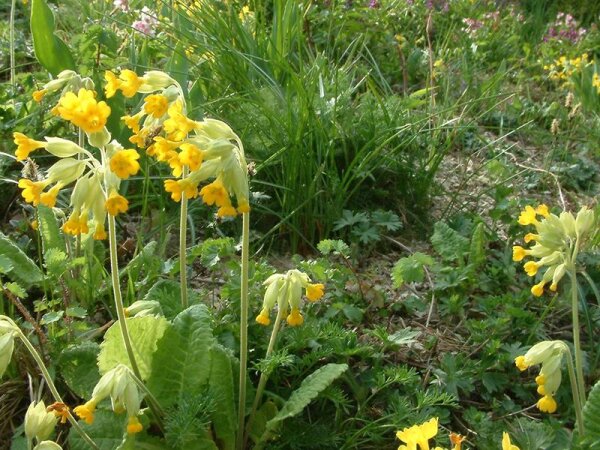 Primula veris