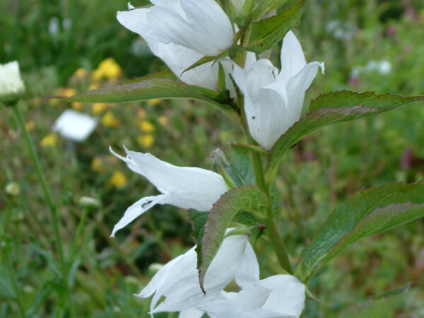 Campanula latifolia var. macrantha Alba