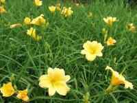 Hemerocallis Hybr. Stella d` Oro