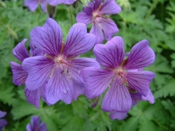 Geranium x magnificum Rosemoore