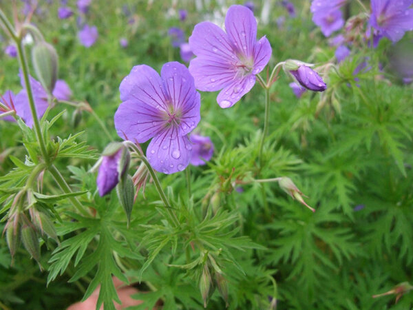 Geranium Hybr. Nimbus