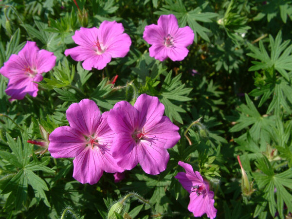 Geranium Hybr. Dilys