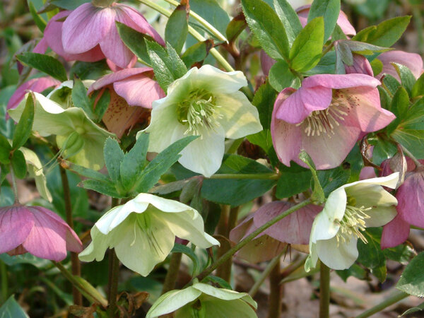 Helleborus Orientalis-Hybriden