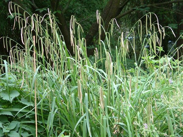 Carex pendula