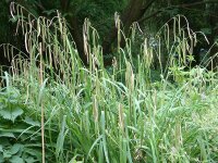 Carex pendula