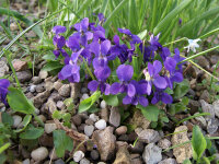 Viola odorata Königin Charlotte