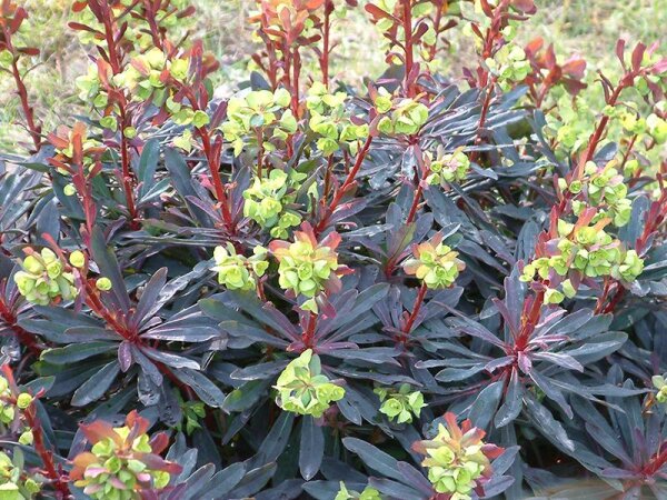 Euphorbia amygdaloides Purpurea