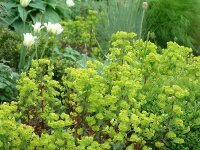 Euphorbia amygdaloides Purpurea