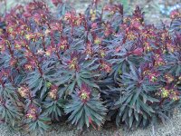 Euphorbia amygdaloides Purpurea