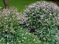 Gillenia (Porteranthus) trifoliata