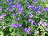 Geranium sylvaticum Mayflower