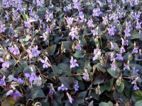 Viola riviniana (labradorica hort.) (rotlaubige Gartenform)