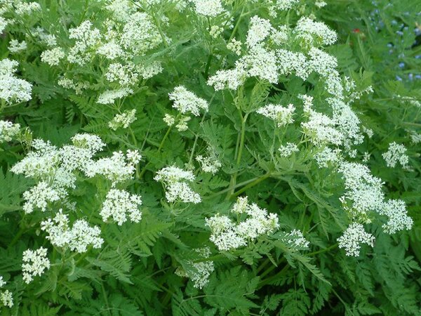 Myrrhis odorata P1