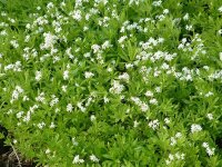 Galium (Asperula) odoratum