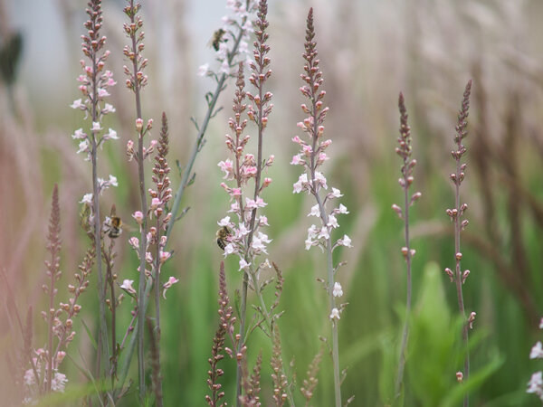 Linaria purpurea Canon Went