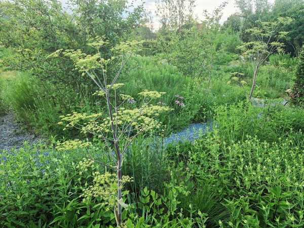 Peucedanum verticillare