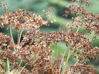 Peucedanum verticillare