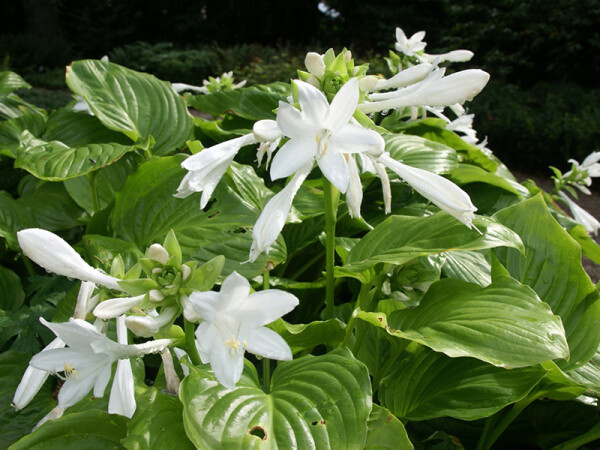 Hosta plantaginea Grandiflora