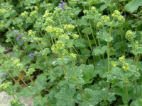 Alchemilla erythropoda