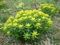 Euphorbia epithymoides (polychroma)