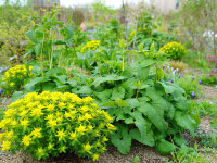 Euphorbia epithymoides (polychroma)