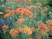 Achillea Millefolium-Hybr. Walter Funcke