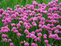 Allium schoenoprasum Forescate