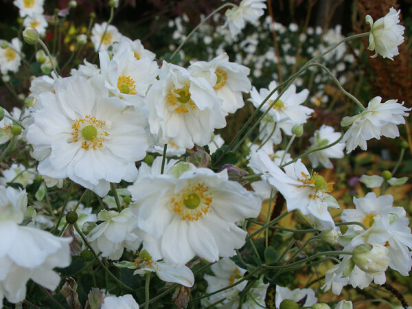 Anemone Autumn-Double-Group Whirlwind