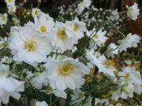 Anemone Autumn-Double-Group Whirlwind
