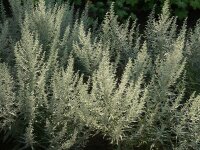 Artemisia ludoviciana var. albula Silver Queen